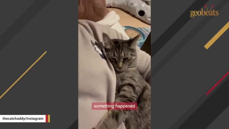 Texas Man Brings Home Terrified Shelter Cat, And Day 89 Brings A Breakthrough He’ll Never Forget