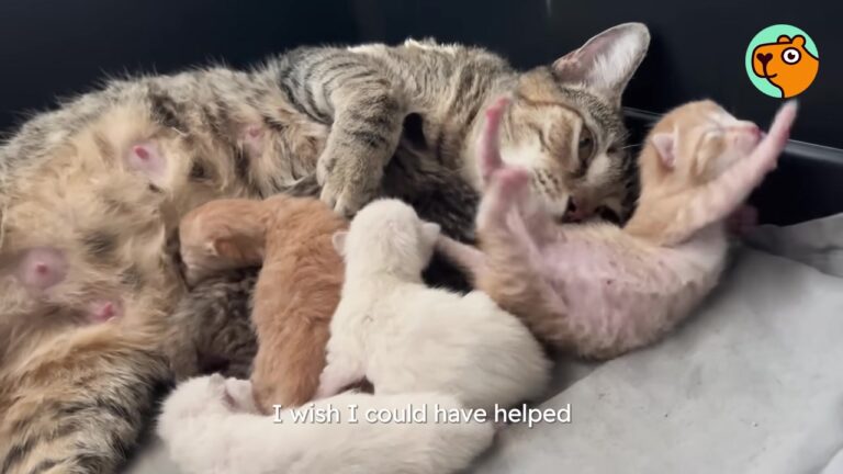 Texas Woman Finds A Stray Cat Nursing Six Babies On A Hot Porch And Makes A Life-Saving Promise