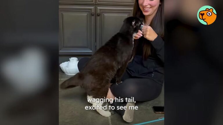 Ohio Cat Waited 5 Months Without A Single Application, Until An Unexpected Visitor Changed Everything