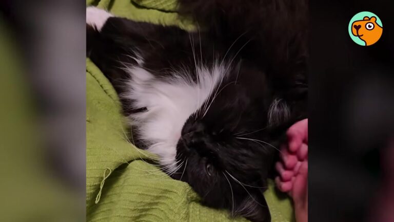 NY Cat Spent Months Hiding And Hissing, But One Shaky Hand Reached His Heart