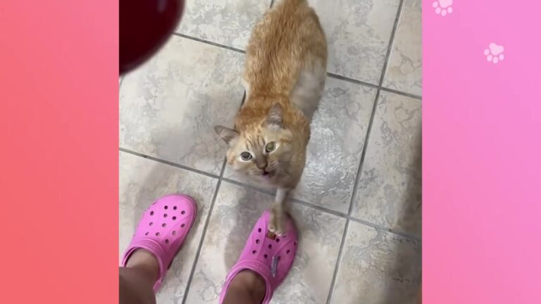 Texas Kitten Found Half The Size Of A Hand Grows Up To Show Why His Differences Make Him Perfect