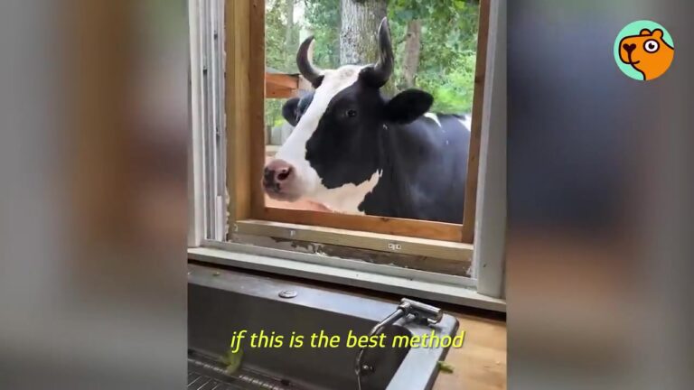 Virginia Cow Was Cast Aside At 3 Days Old, But Then She Became A 1,400-Pound Lap Dog