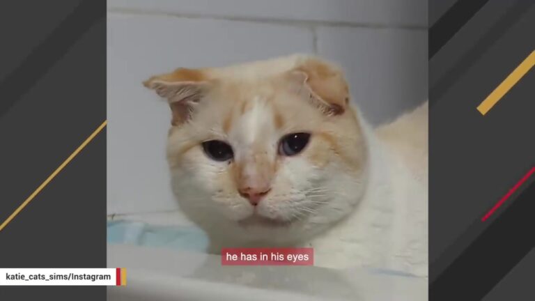 Virginia Woman Takes In A Terrified Street Cat, Then A Sudden Breakthrough Leaves Her In Tears