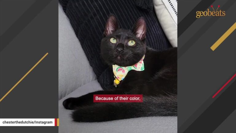 NY Woman Adopts A Black Cat, But Her Territorial Rabbit’s Reaction Leaves Her Stunned