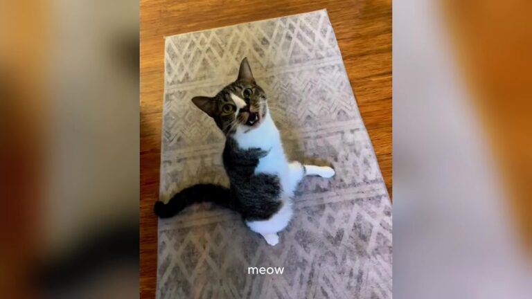 Everyone Said This Kitten Was Better Off Not Living, But One Portland Woman Saw Hope