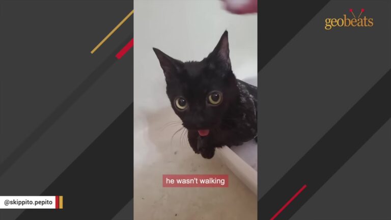 California Rescue Cat Found Screaming In A Field Defies The Odds To Become A Sassy Little Soldier