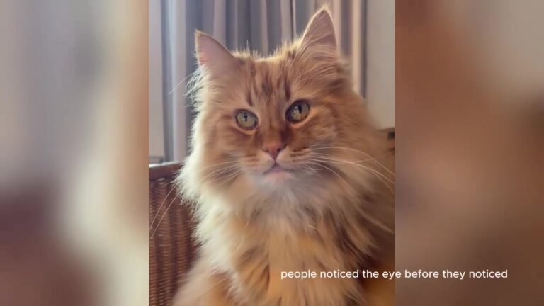 Ohio Nurse Adopts A Cat Everyone Looked Past, Then A Midnight Wake-Up Call Changes Everything