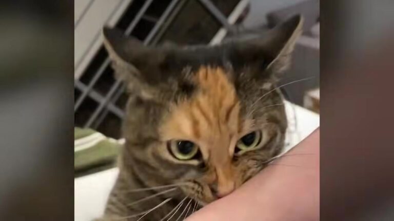 Couple Spots Tiny Shadow In Parking Lot In Georgia And Her Strange Habit Melts Their Hearts