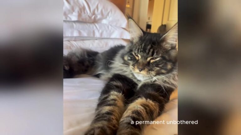 Michigan Widower Adopted A Lazy 22-Pound Cat, But The Cat Had A Life-Saving Surprise