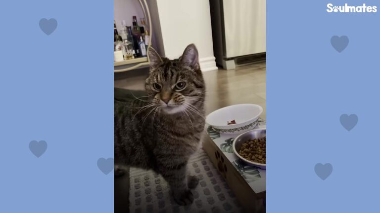 Pennsylvania Cat Lost Her Home Of 8 Years, But One Quirky Mealtime Habit Revealed Her True Heart