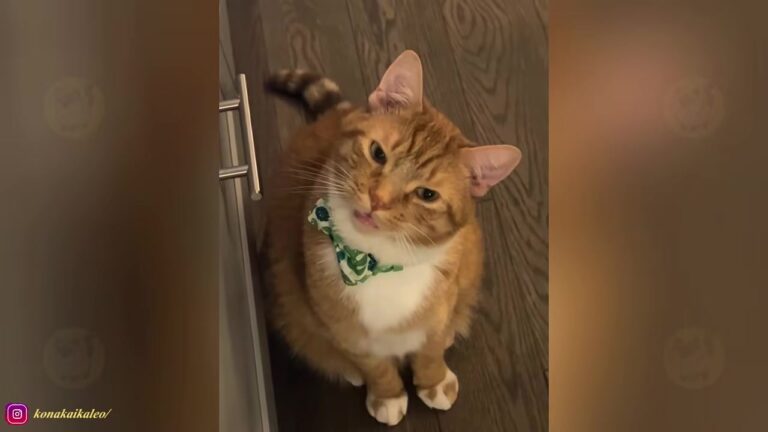 California Cat With A Tiny Voice And Big Opinions Gets The Second Chance He Needed