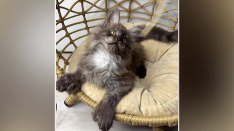 Wisconsin Cat Set A New World Record, But His Real Victory Was Simply Surviving