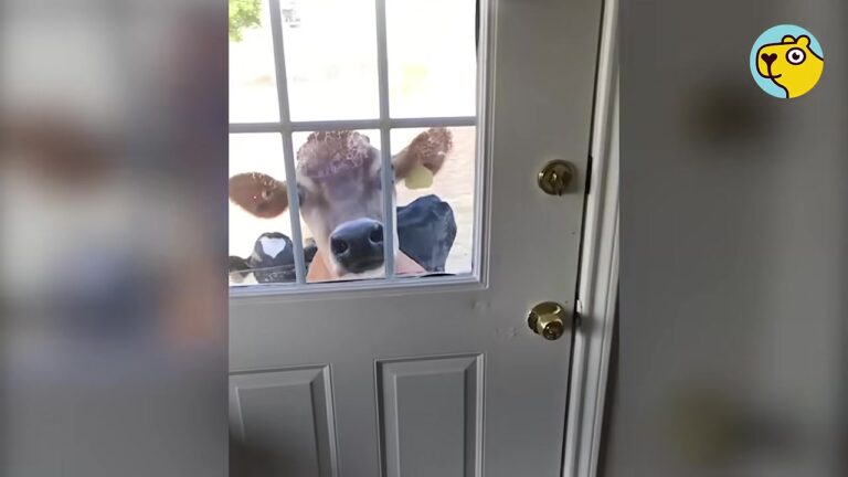 Texas Cow Cried All Night For Her Lost Baby, Until A Surprise Arrival Gave Her Hope