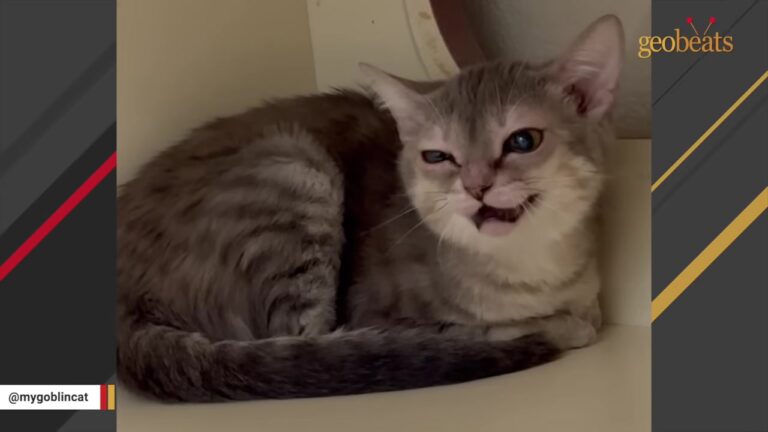 Kitten Abandoned Outside California Shelter Gets The Second Chance Her Heart Needed