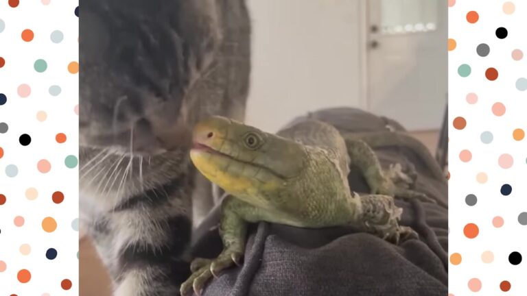 Georgia Kitten Abandoned After A Storm Discovers An Unlikely Best Friend Behind Glass