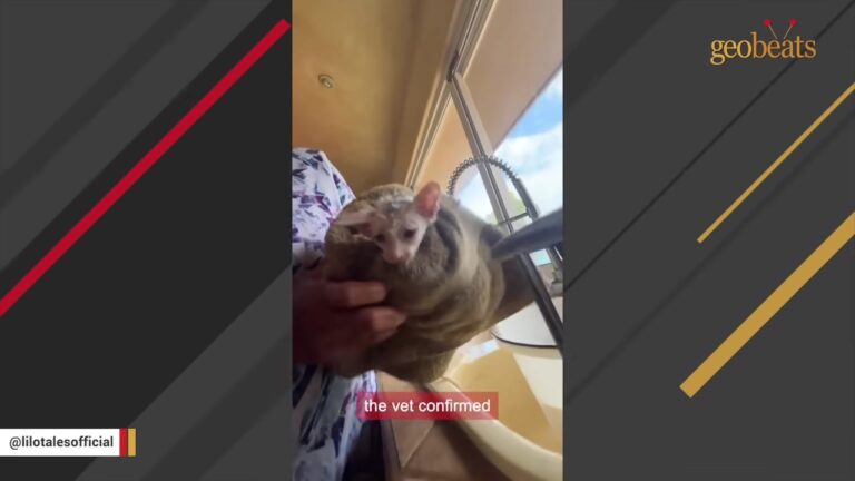 California Couple Finds Frail Kitten On The Beach And Are Stunned By His Unbelievable Transformation
