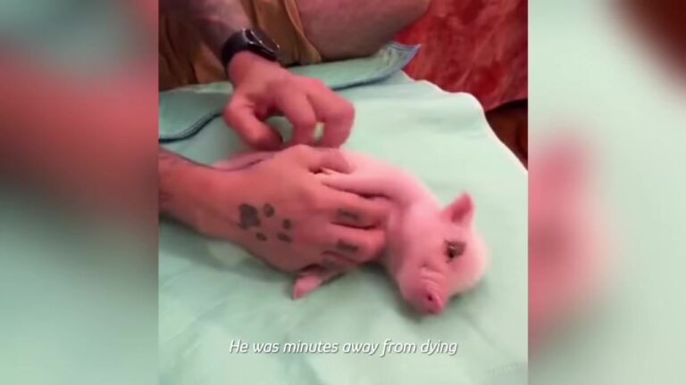 California Rescuer Saves Tiny Pig Minutes From Tragedy, Then Message About His Mom Changes Everything