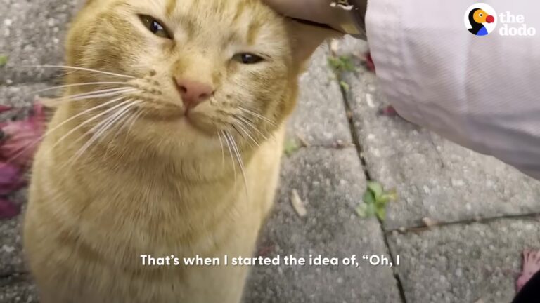 California Stray Cat Screamed For 24 Hours Indoors Until She Realized She Was Finally Safe