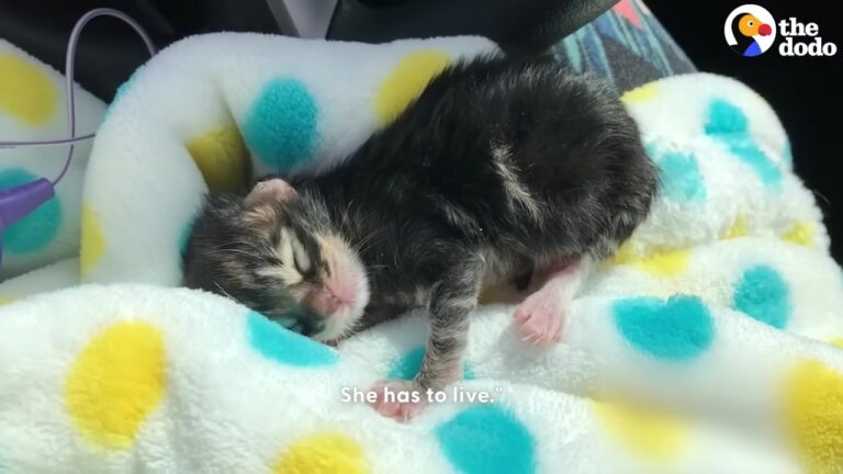Nevada Kitten Found Frozen Solid Defies The Odds With One Tiny Breakthrough