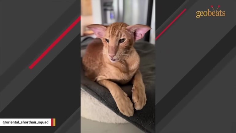 Georgia Woman Adopts A Cat With A Lion’s Face, But His Strange Daily Habits Leave Everyone Amazed