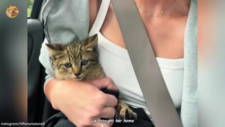 California Man Who Hated Cats Pulls Kitten From Under Truck And His Family’s Plan Completely Changes