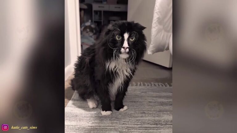 Virginia Woman Fosters The “Grumpiest” Cat, And Soon Discovers The Heartbreaking Truth In His Eyes