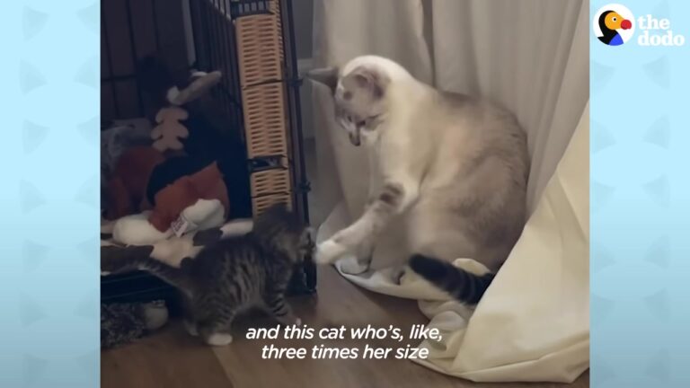 California Foster Cat Meets A 3-Week-Old Kitten And Gives Her An Unforgettable Welcome