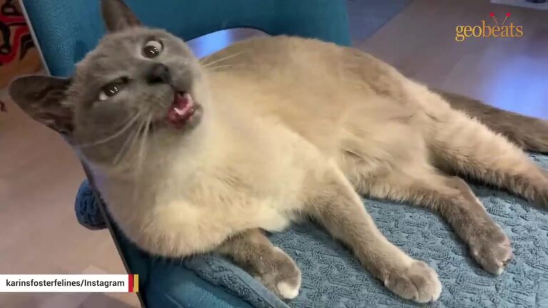 California Couple Has A Full House Of Cats, But Their 18-Year-Old Matriarch Thinks She’s The Only One