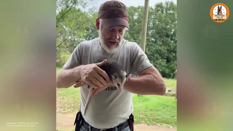 Georgia Farm Owner Rescues A Tiny Orphaned Possum And Realizes Just How Special He Is