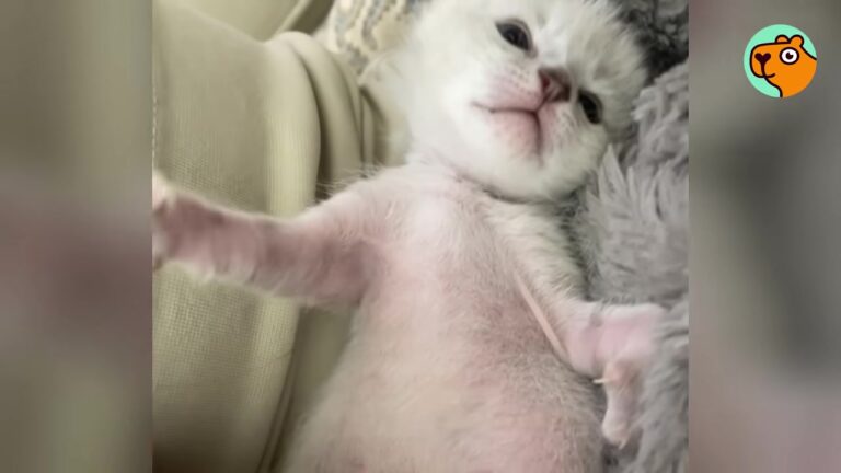 California Kitten Given A Five Percent Chance To Live Inspires A Beautiful Legacy