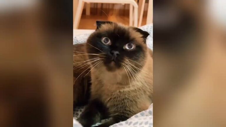 Pennsylvania Family Adopts The Cat Nobody Wanted, Then His Nightly Stare Reveals A Hidden Danger