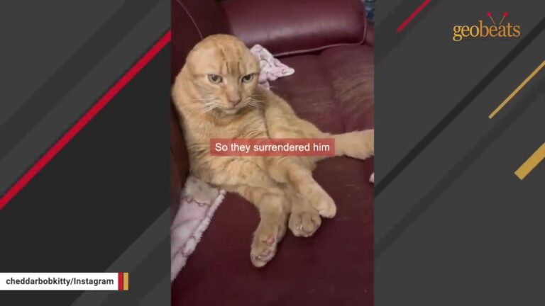 Texas Cat Surrendered After His Owner Passed Away Finds A Hero Who Knows Exactly How To Speak To Him