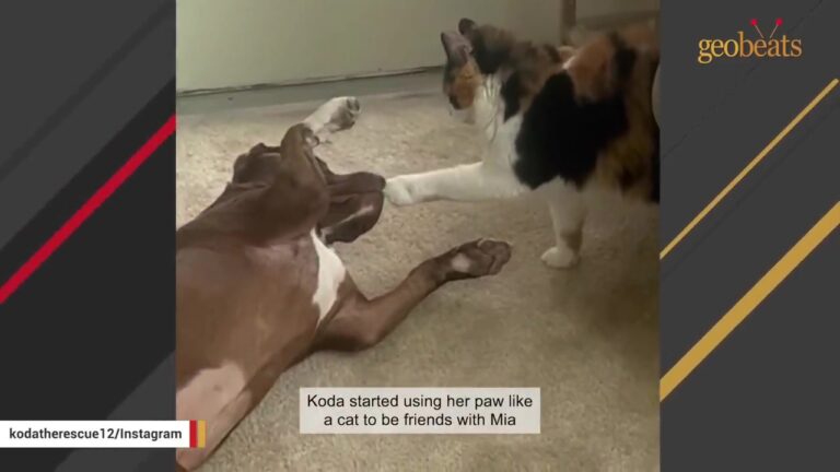 South Carolina Puppy Survives The Unthinkable, Then A Special Reunion Reveals Where Her Heart Belongs