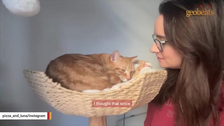 New York Couple Went Out For Pizza, But Found A Tiny Sick Kitten Waiting For A Miracle Instead