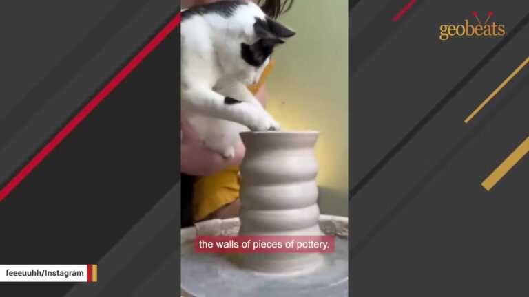 Cat Was The Last Of His Litter At Illinois Shelter, But His Hidden Talent Left His New Mom Stunned