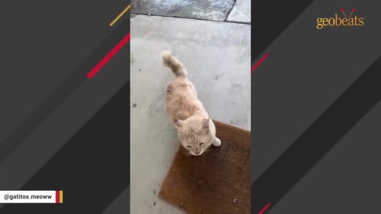 California Woman Feeds An Abandoned Stray Cat, Then He Brings A Tiny Surprise To Her Door