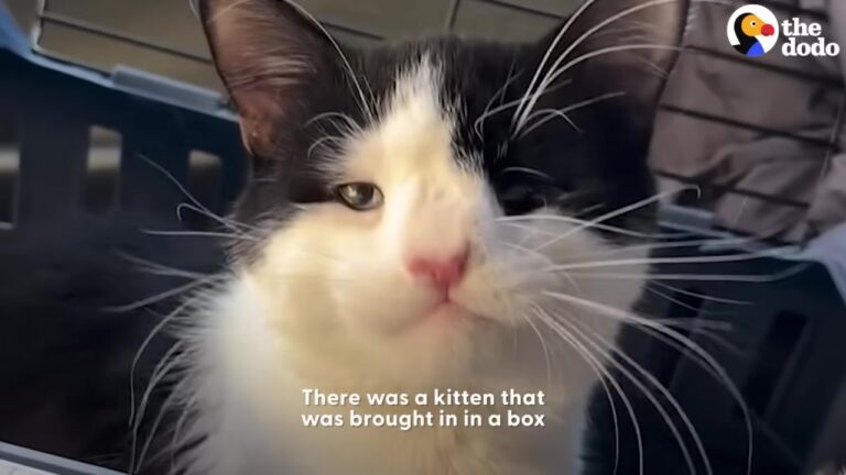 Nevada Rescuer Takes In Kitten Given Months To Live, Never Expecting How He Would Change Her Story