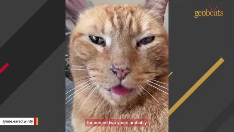 California Couple Said No More Pets, But One Exhausted Senior Cat Gave Them The Love Of A Lifetime