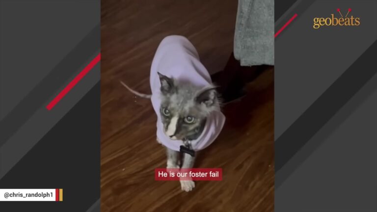 Pennsylvania Rescuer Fosters A ‘Grumpy’ Senior Cat And Discovers His Touching Secret