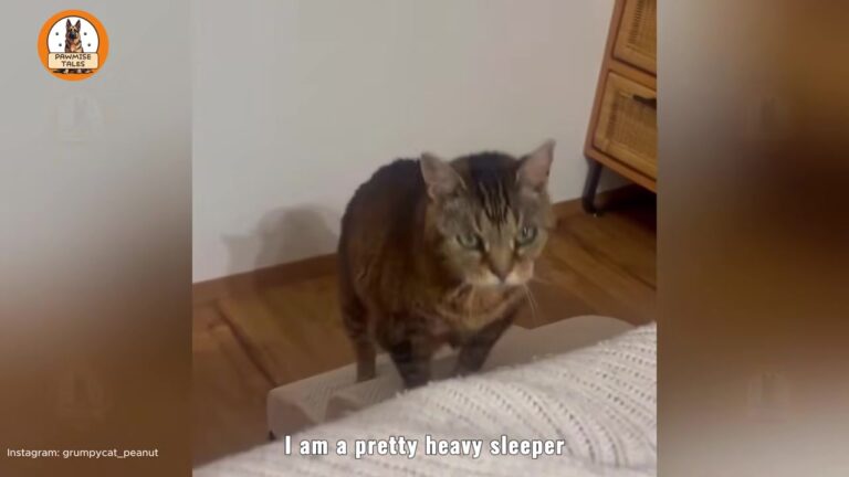 Georgia Cat Has A ‘Grumpy Old Lady’ Reputation, Yet Her Morning Routine Melts Her Owner’s Heart