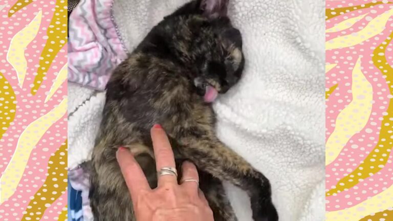 California Foster Cat Weighed Just Four Ounces, But A Gentle Protector Changed Her Life Forever
