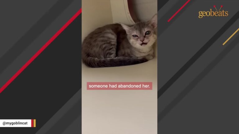 California Kitten Abandoned In The Night Gets The Second Chance She Desperately Needed