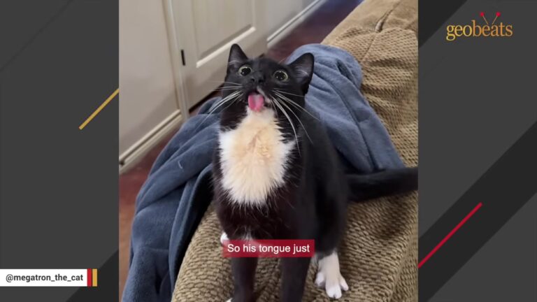 Texas Vet Worker Adopts A Cat With A Rare Condition, And His Goofy Spirit Brings Joy To His Life