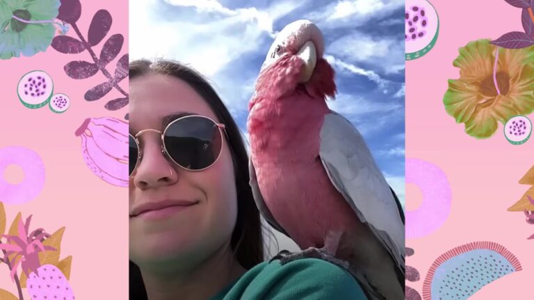 California Parrot Acts Like A Cat On Steroids Until His Owner Takes Him On An Unbelievable Adventure