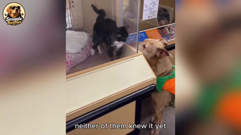 Dog Walked Into Colorado Pet Store, And One Look At A Tiny Kitten Changed Everything