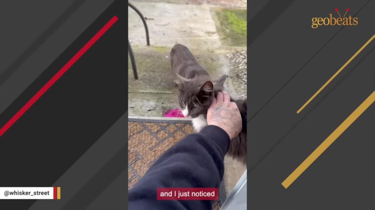 Texas Man Feeds One Friendly Stray Cat And Is Stunned When He Brings Back His Entire Family