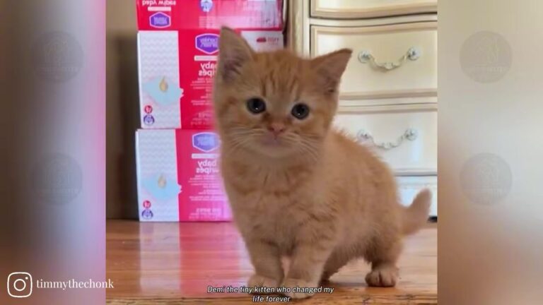 Georgia Woman Rescues A Tiny Kitten, Then A Vet Visit Reveals A Surprising Reason For His Size