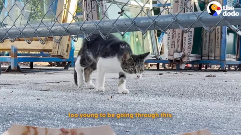 California Rescuer Spots Injured Kitten Hiding In The Shadows And Can’t Bring Himself To Walk Away