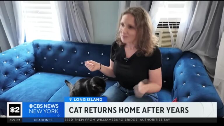 New York Cat Vanished While His Family Was Away, But A Scan Nine Years Later Solves The Mystery