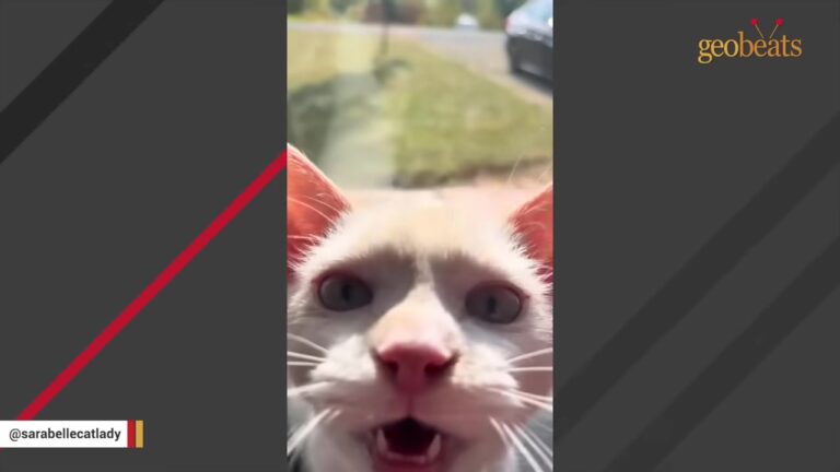 Cat Sat At California Rescue For Months Until One Woman Decided To Embrace His Quirky Vibe